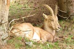 Image of Alpine Ibex