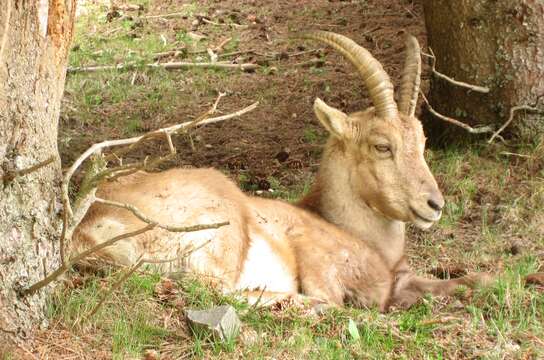 Plancia ëd Capra ibex Linnaeus 1758