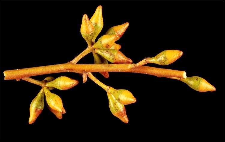 Image of Eucalyptus fruticosa M. I. H. Brooker