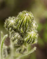 Image of spotted hawkweed