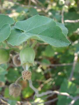 Image of Hidden-petaled Abutilon