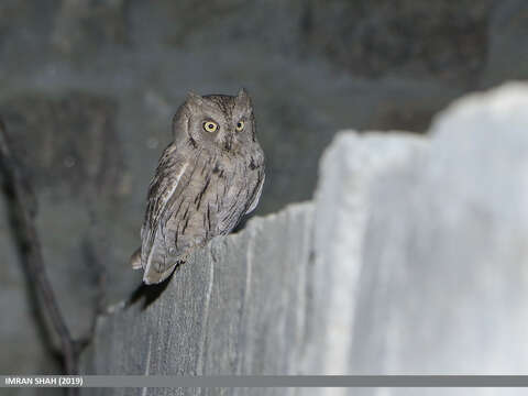 Image of Pallid Scops Owl