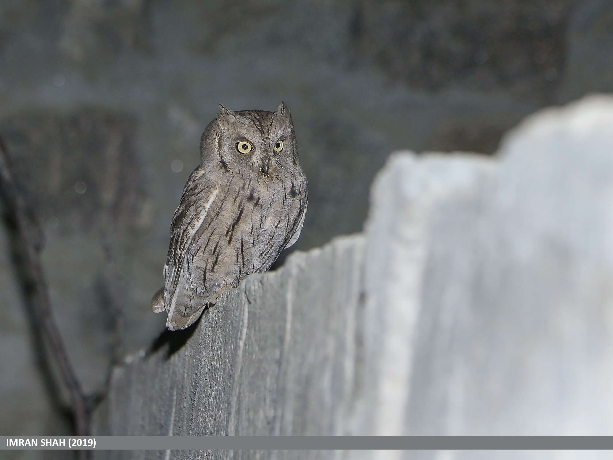 Image of Pallid Scops Owl