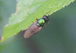 Sivun Chloromyia formosa (Scopoli 1763) kuva