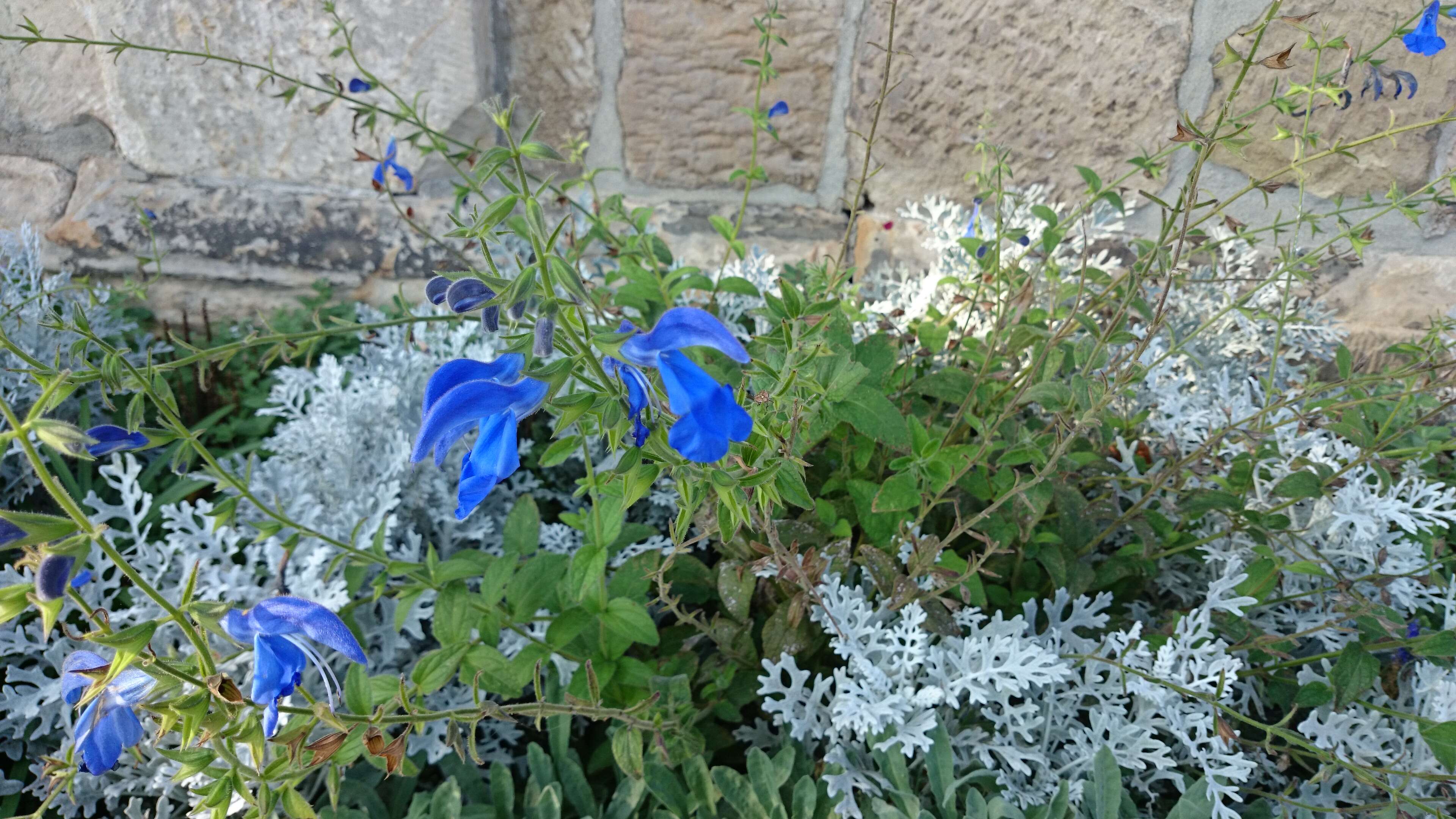 Imagem de Salvia patens Cav.