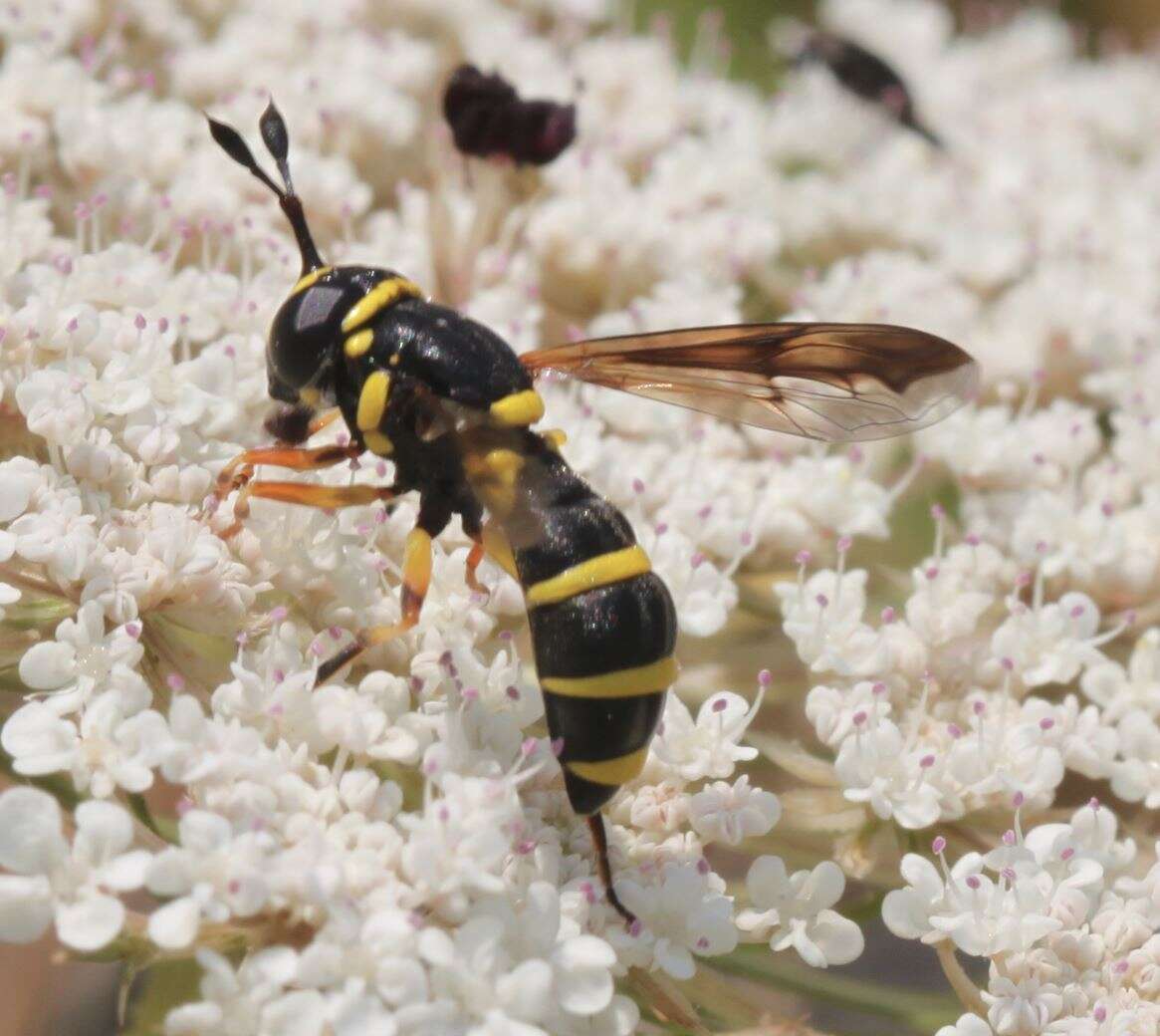 Image of Ceriana vespiformis (Latreille 1809)