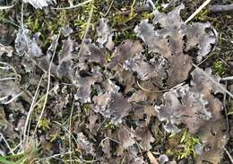 Image of felt lichen