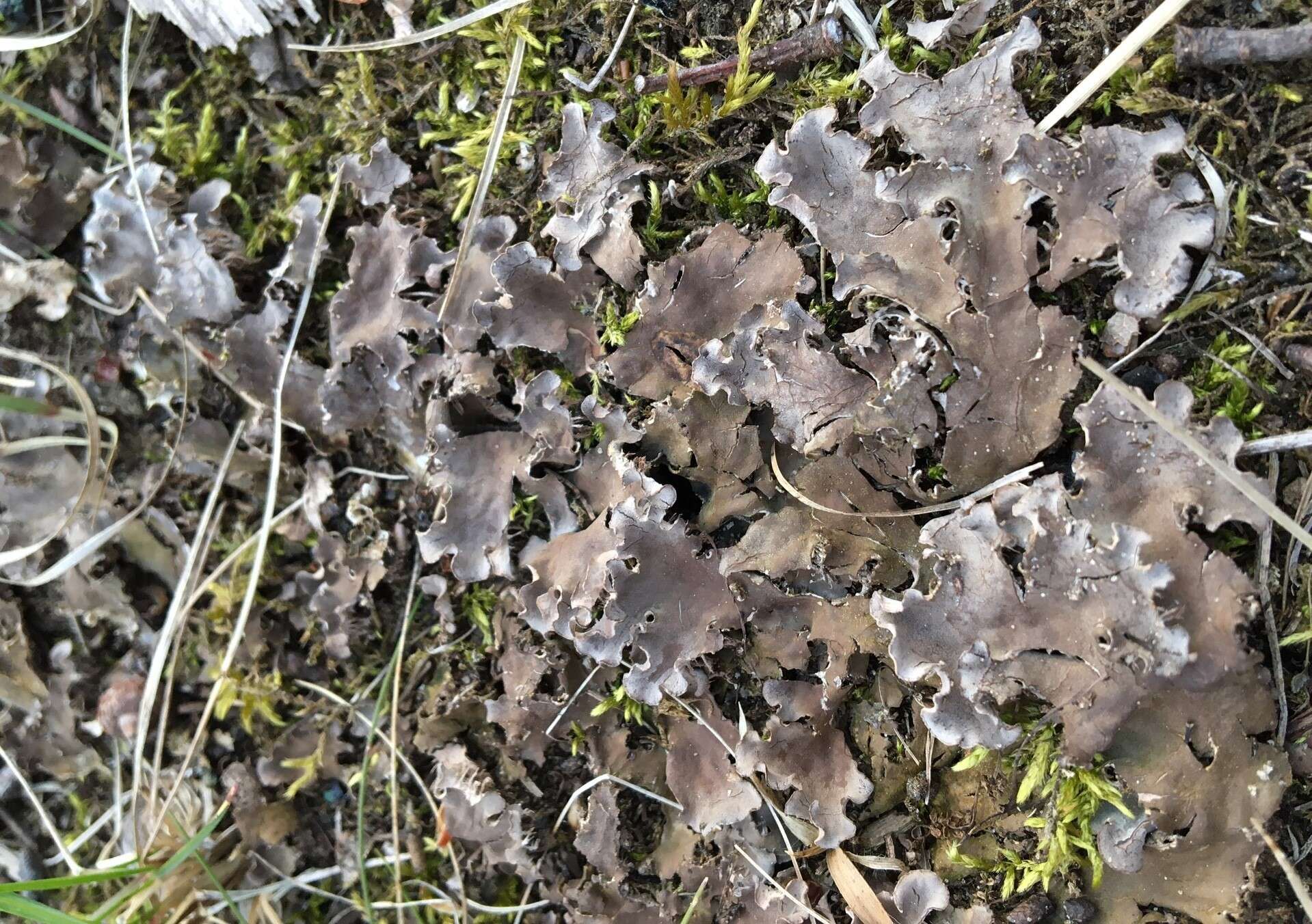 Image of felt lichen