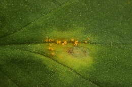 Imagem de Puccinia sessilis J. Schröt. 1870