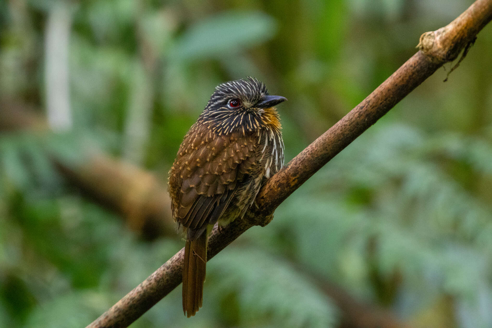 Image of Black-streaked Puffbird