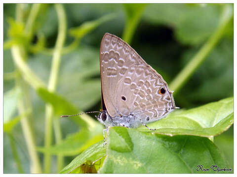 Image de Anthene lycaenina (Felder 1868)