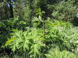 Image of Mantegazzi's Cow-Parsnip