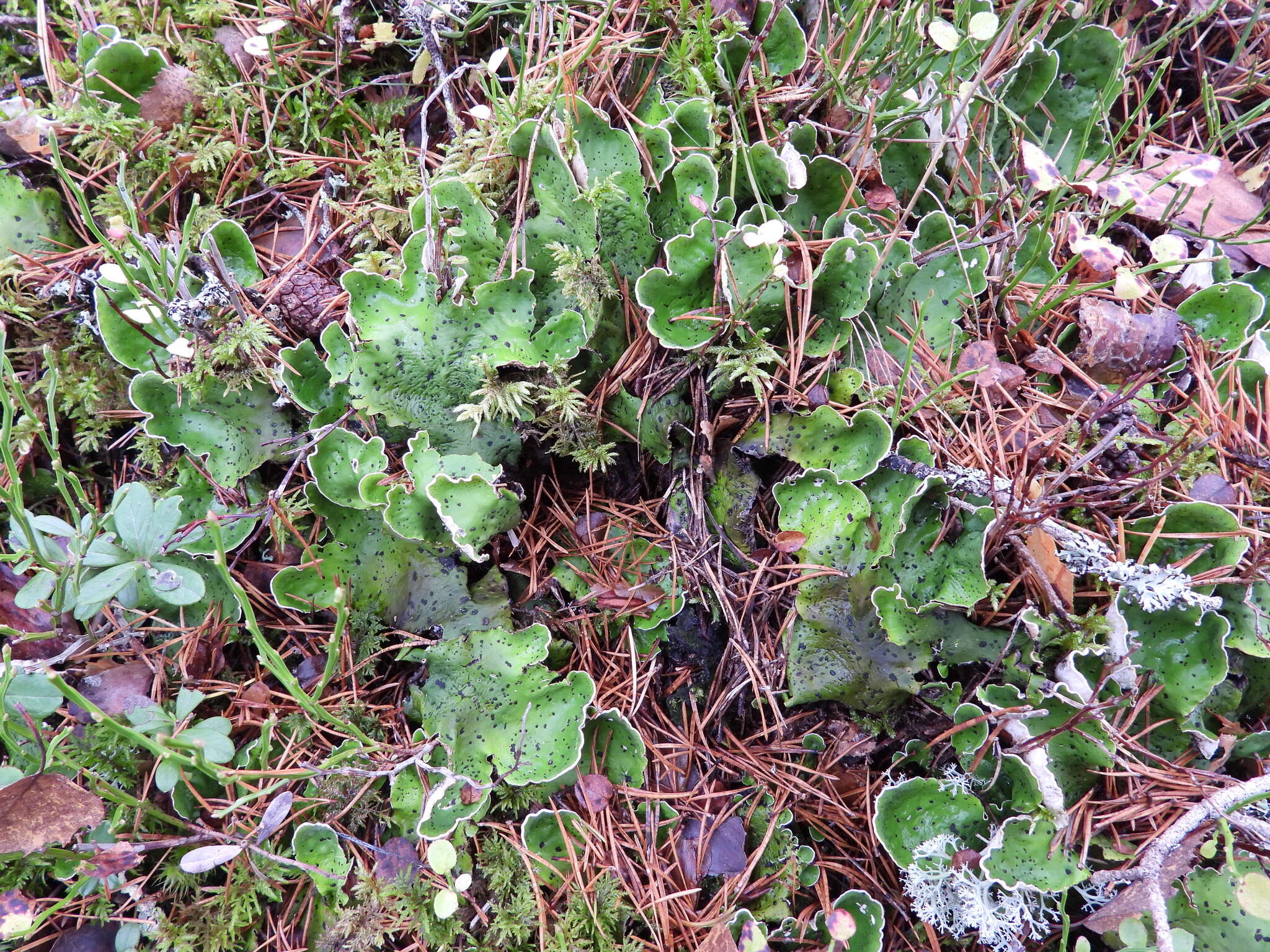 Image of felt lichen