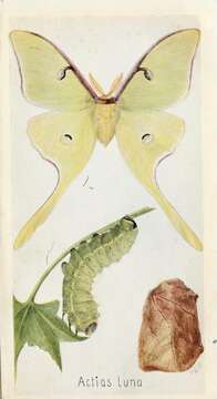 Image of Luna Moth