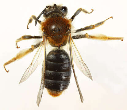 Image of early mining bee