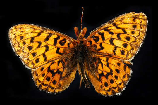 Image of Boloria kriemhild