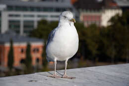 Image of European Herring Gull