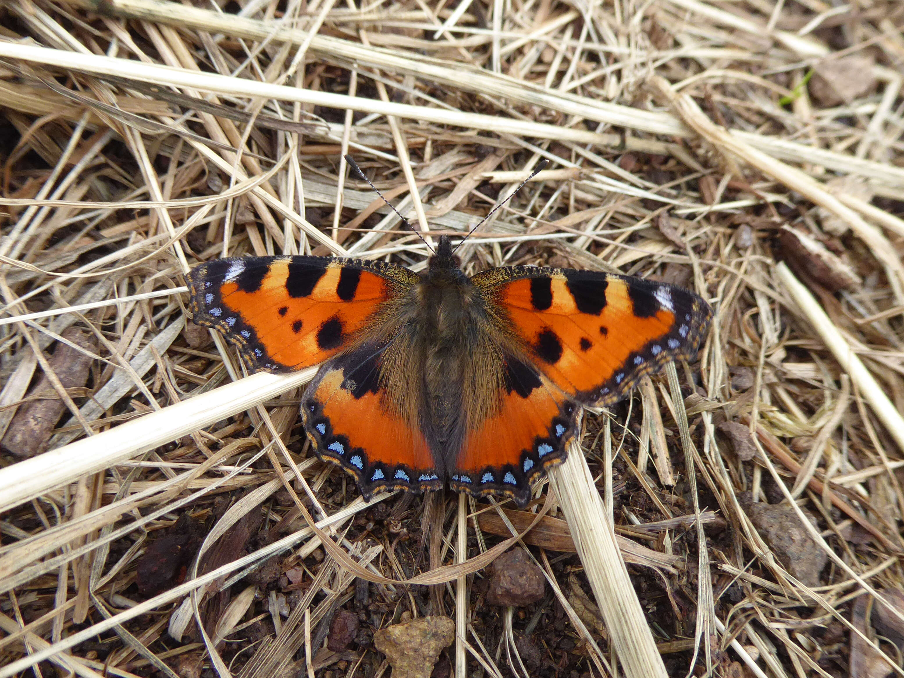 Imagem de Aglais urticae Linnaeus 1758