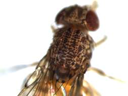 Image of Pomace fly