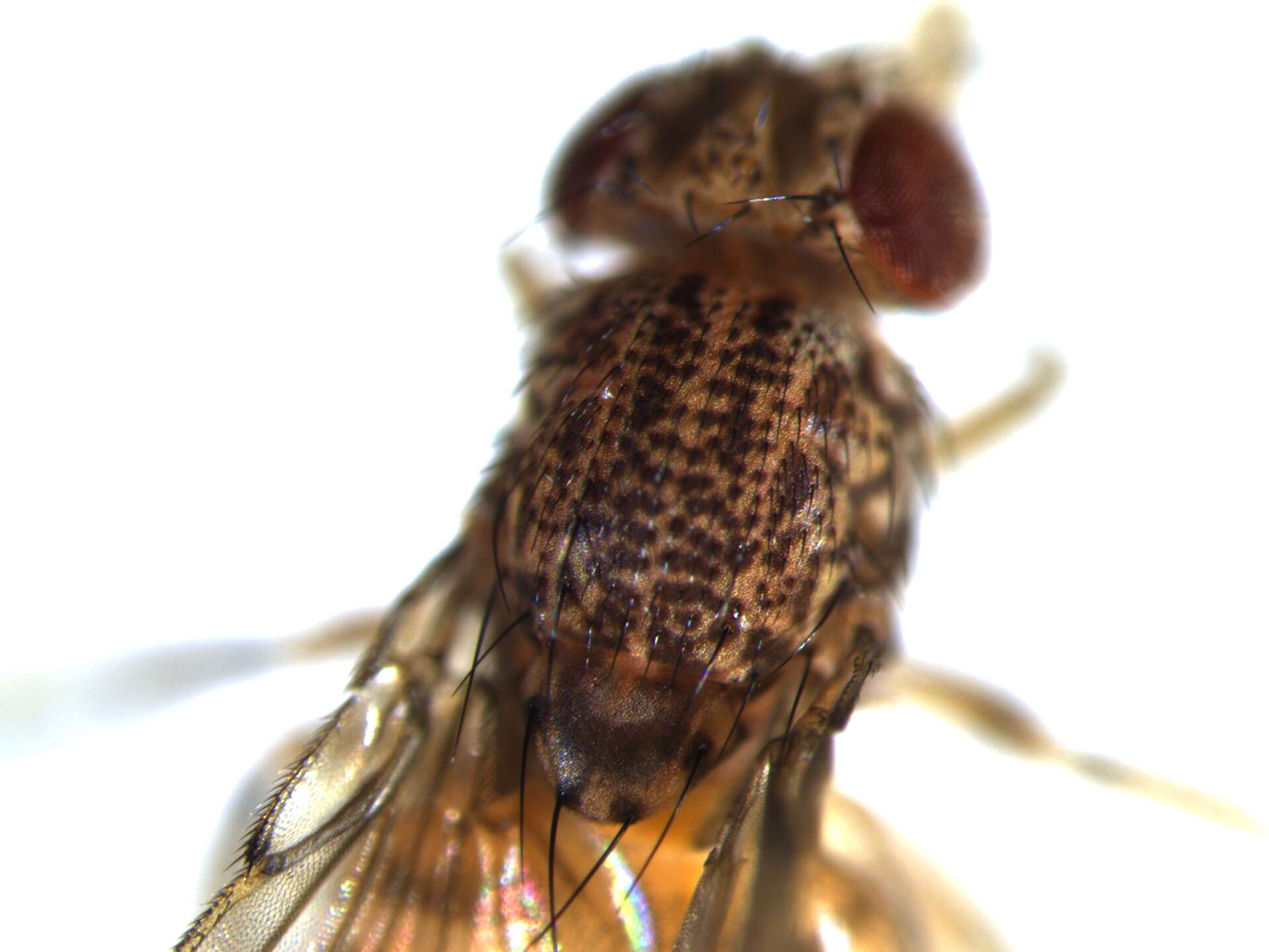 Image of Pomace fly