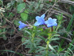 Plancia ëd Glandora prostrata (Loisel.) D. C. Thomas