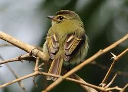 Image of Bamboo Flatbill