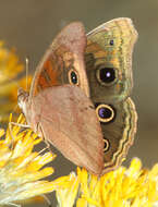 Image of Junonia nigrosuffusa Barnes & McDunnough 1916