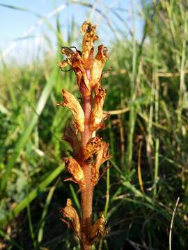 Imagem de Orobanche reticulata Wallr.