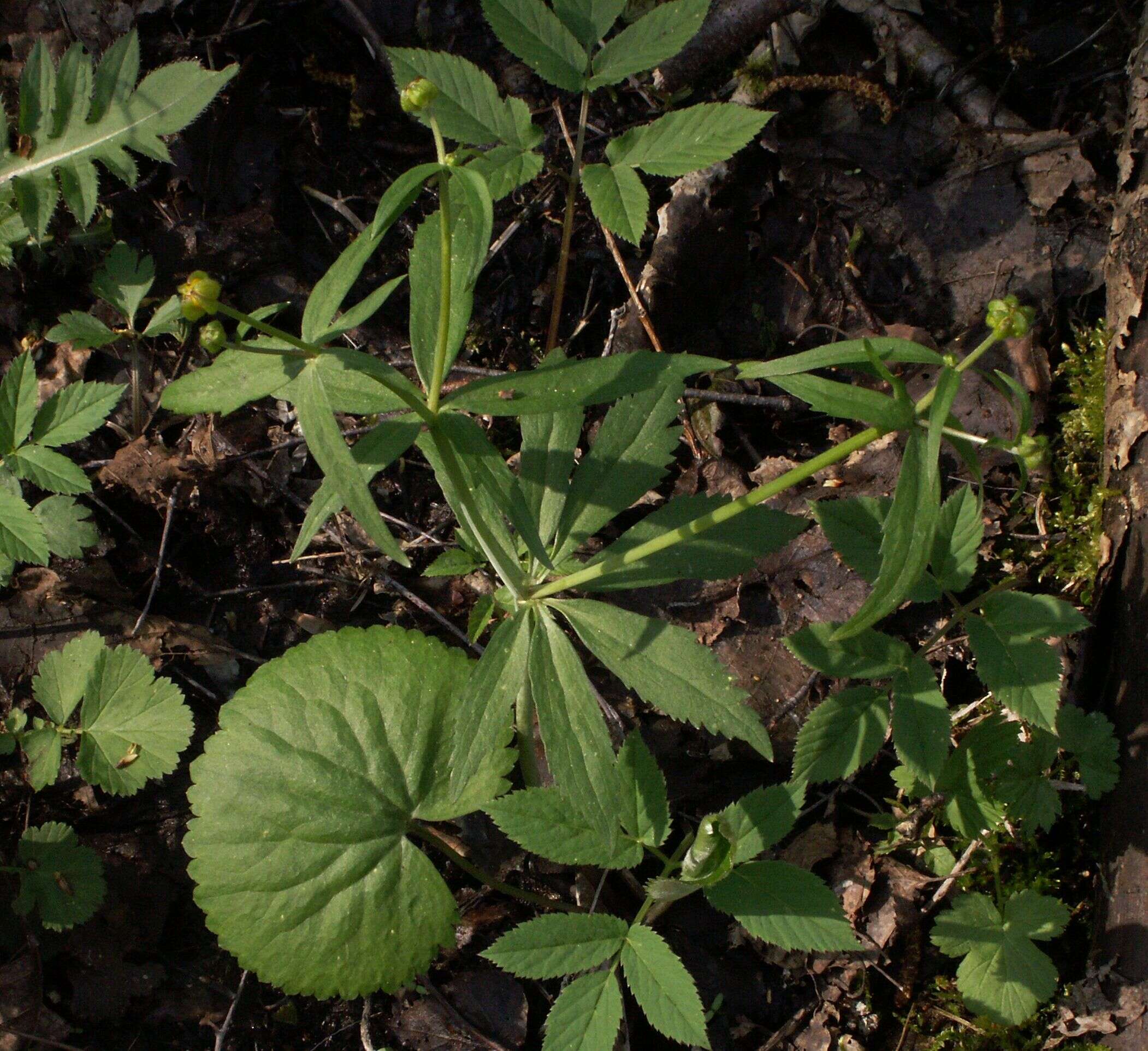 Image de Ranunculus cassubicus L.