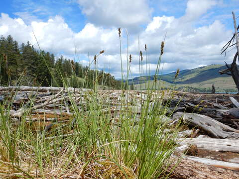 Image of clustered field sedge