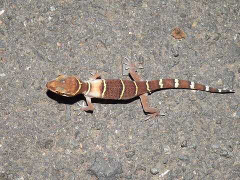 Image of Banded Ground Gecko