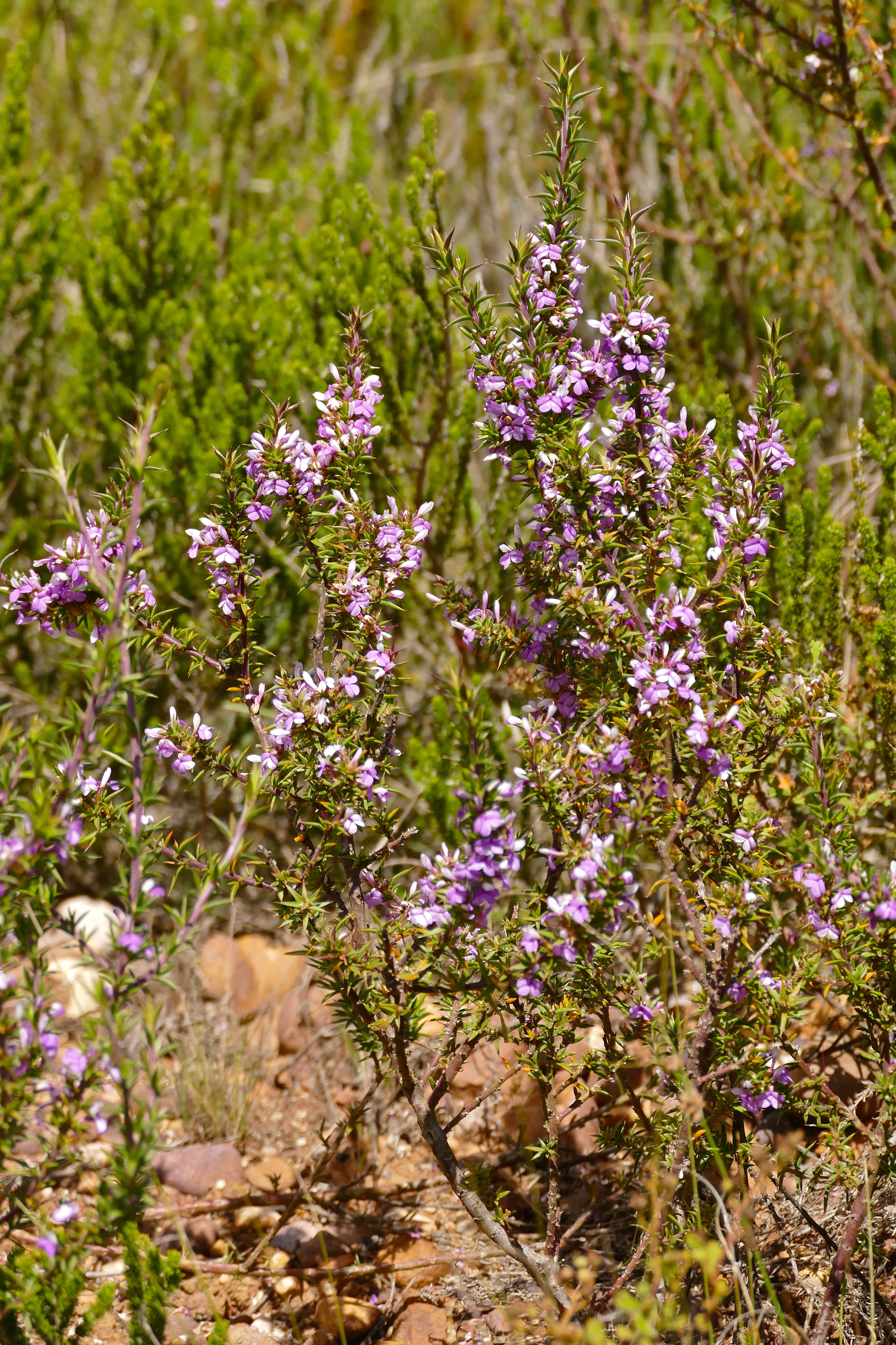 Image of Muraltia heisteria (L.) DC.