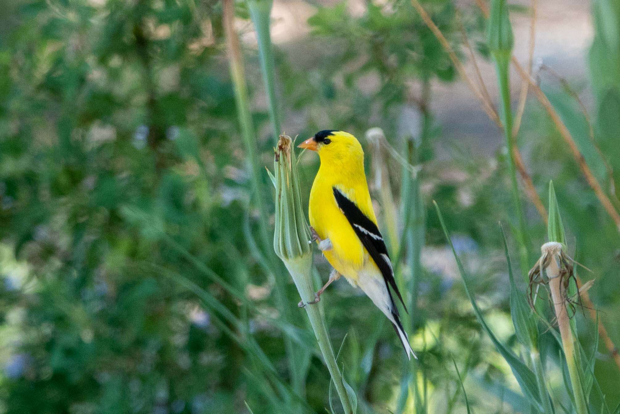 Image of American Goldfinch