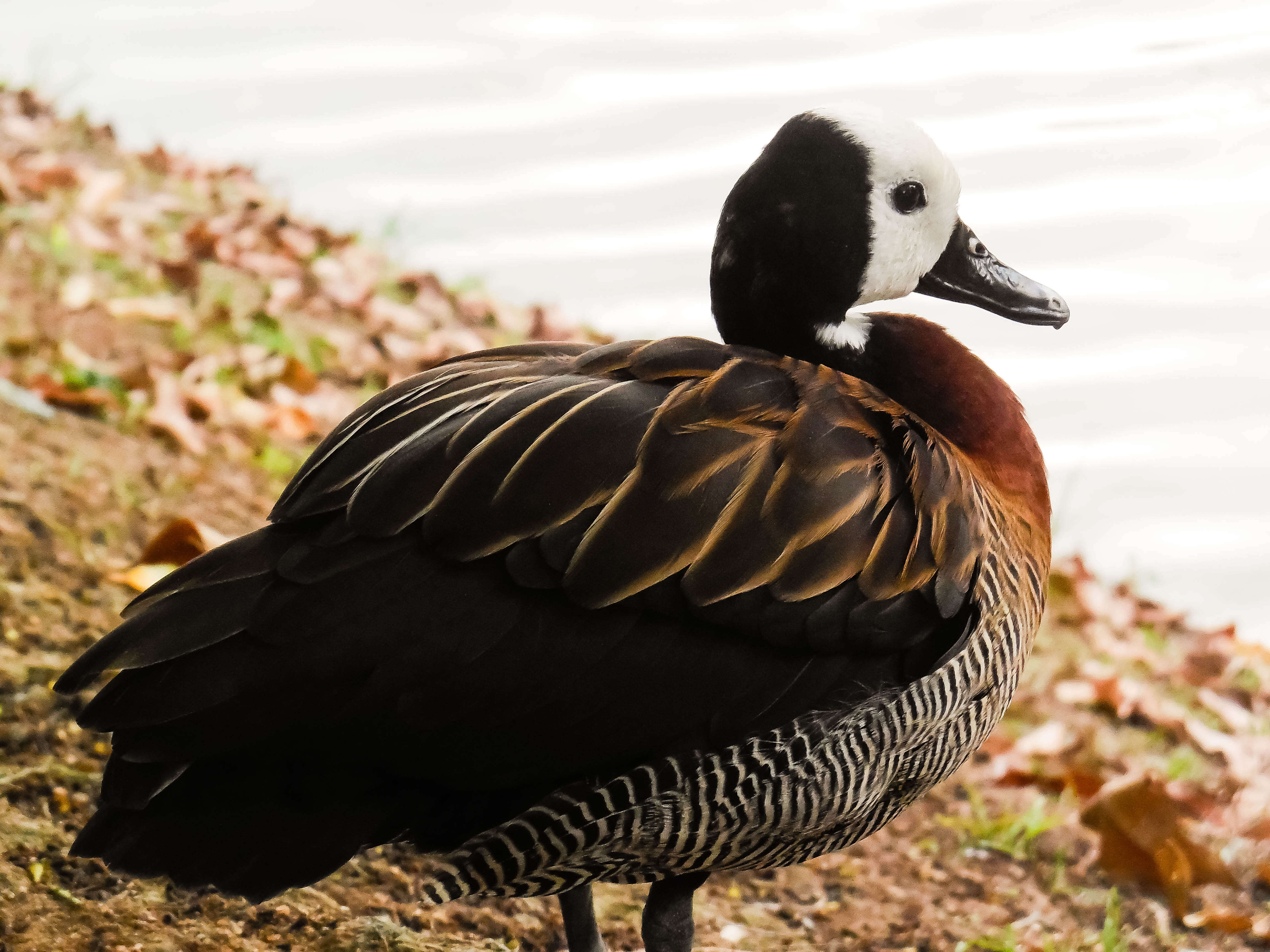 Image of White-faced Whistling Duck