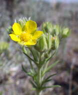 Image de Potentilla pensylvanica L.