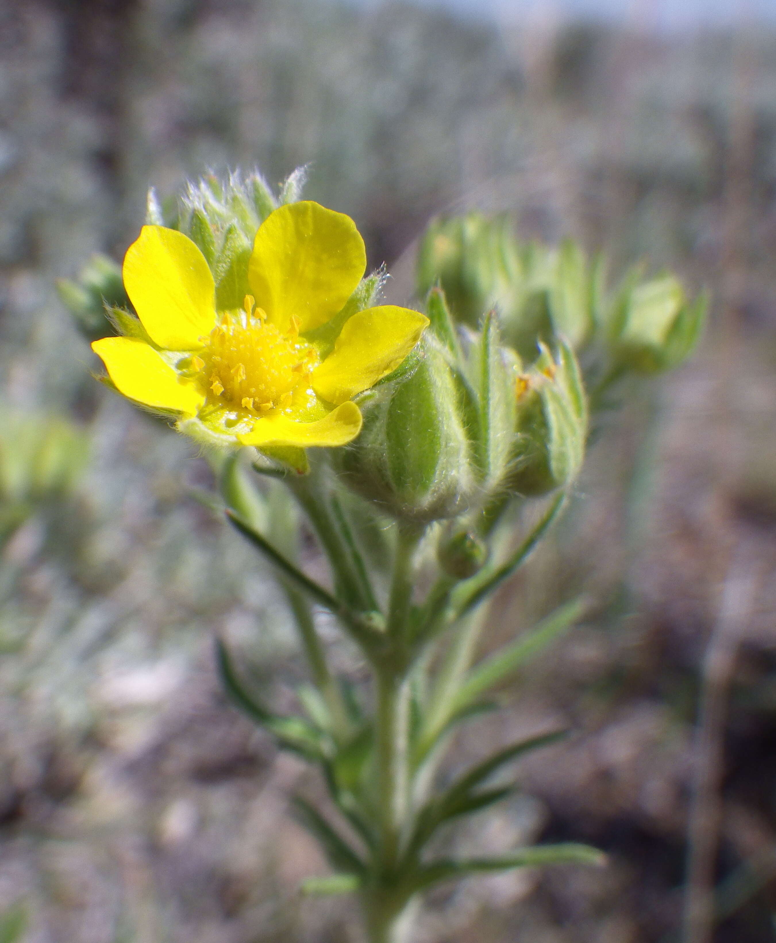 Image de Potentilla pensylvanica L.