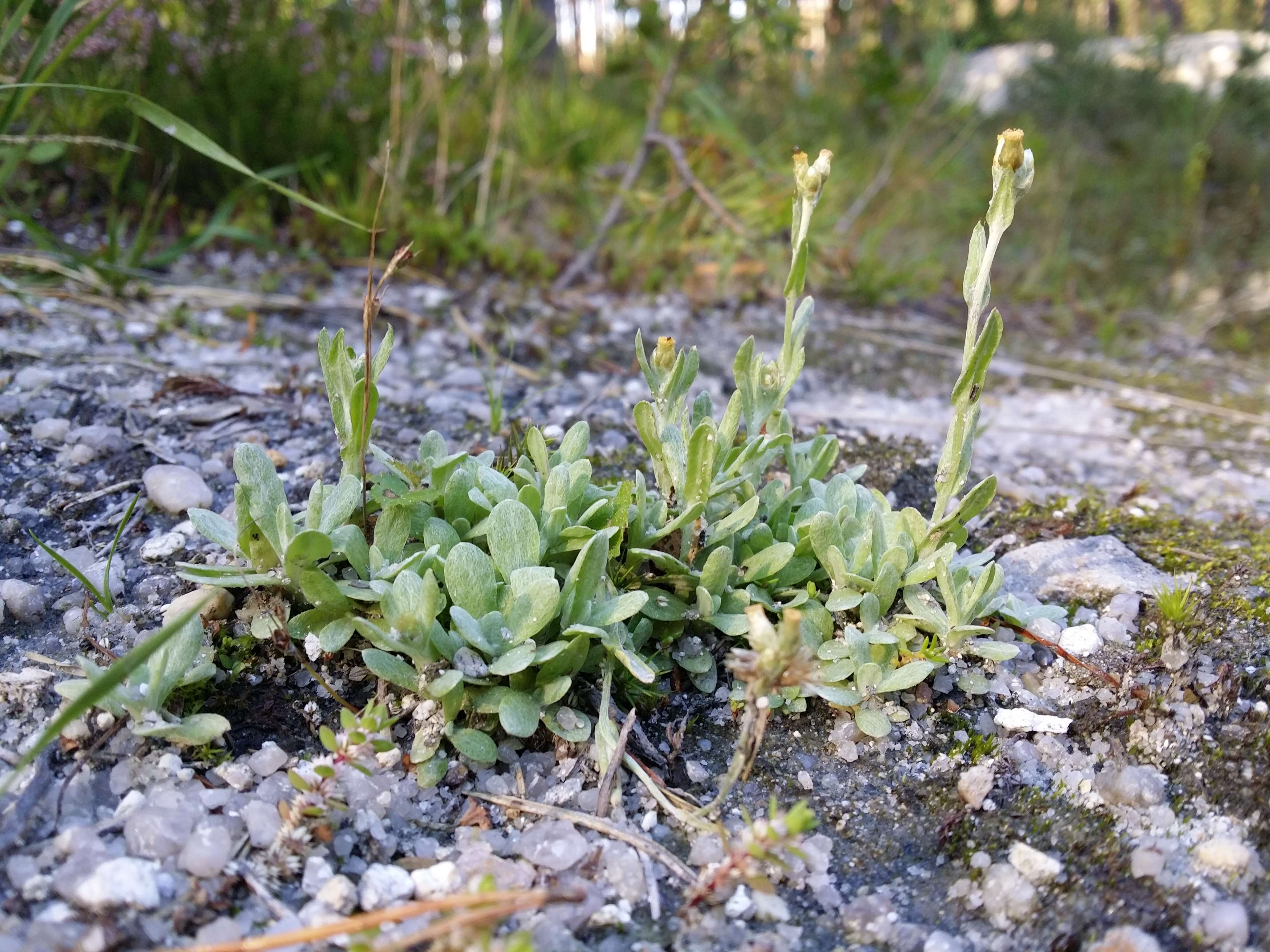 Image of Jersey cudweed