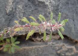 Image de Forsskaolea angustifolia Retz.