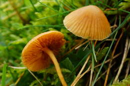 Image of Galerina graminea (Velen.) Kühner 1935