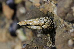 Image of goose-necked barnacle