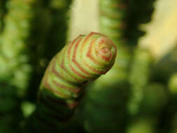 Image of Concertina plant