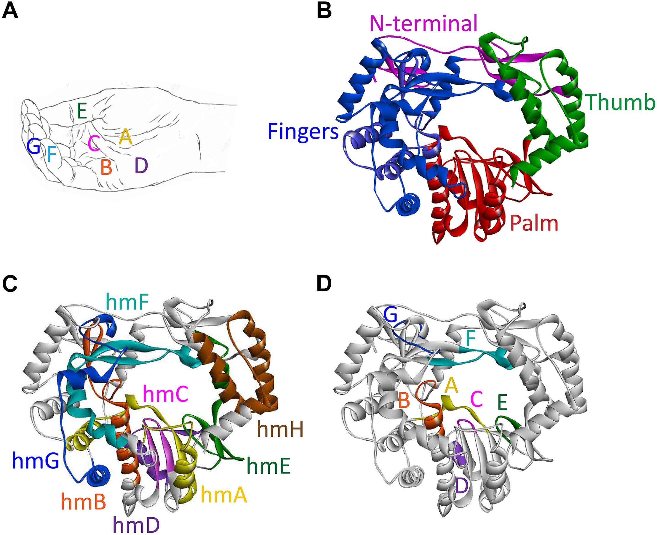 Image of swine vesicular exanthema virus and relatives