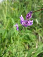 Image of tufted milkwort