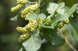 Image of Antidesma ghaesembilla Gaertn.