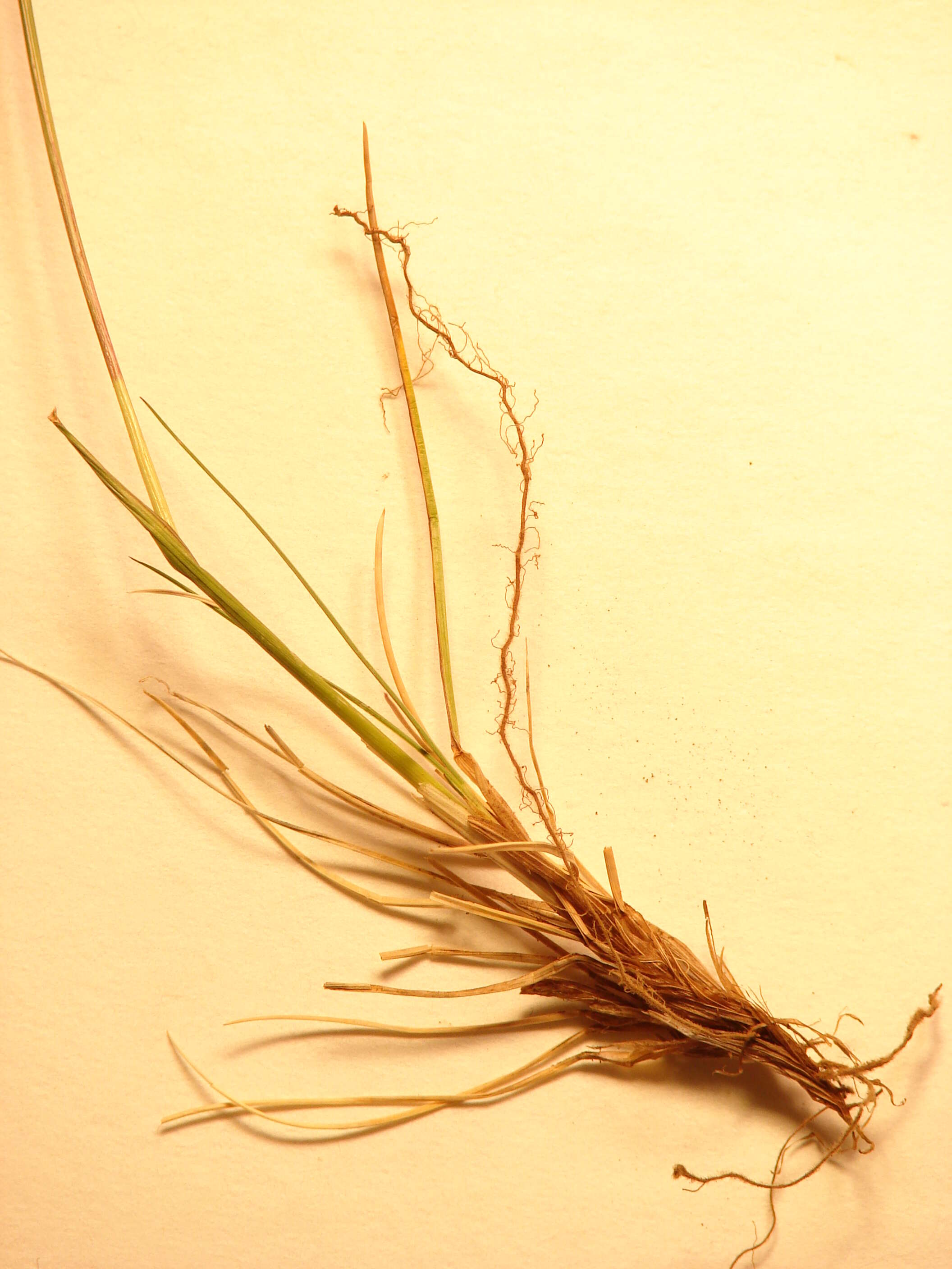 Image of red fescue