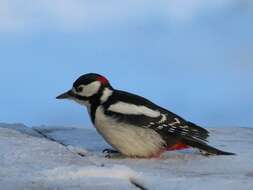 Image of Great Spotted Woodpecker