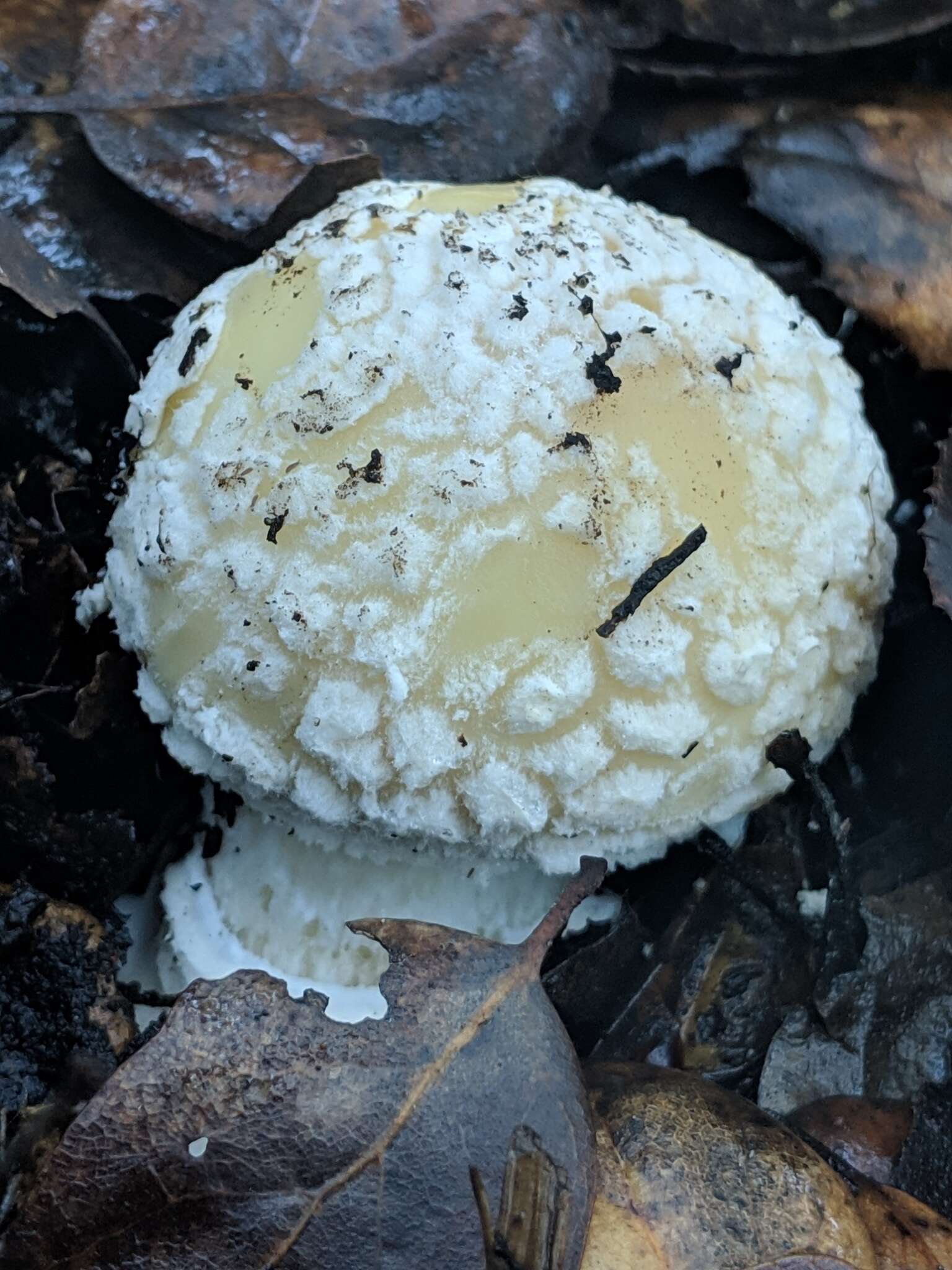 Image of gemmed Amanita