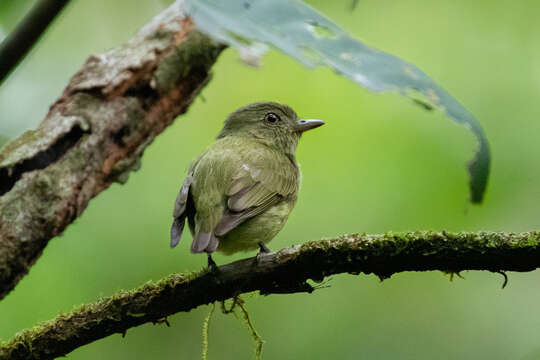 Image of Dwarf Tyranneutes