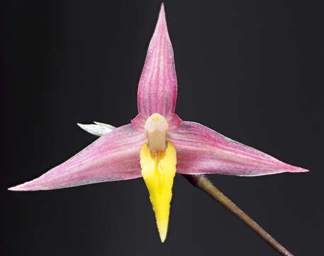 Image of Bulbophyllum andreeae A. D. Hawkes