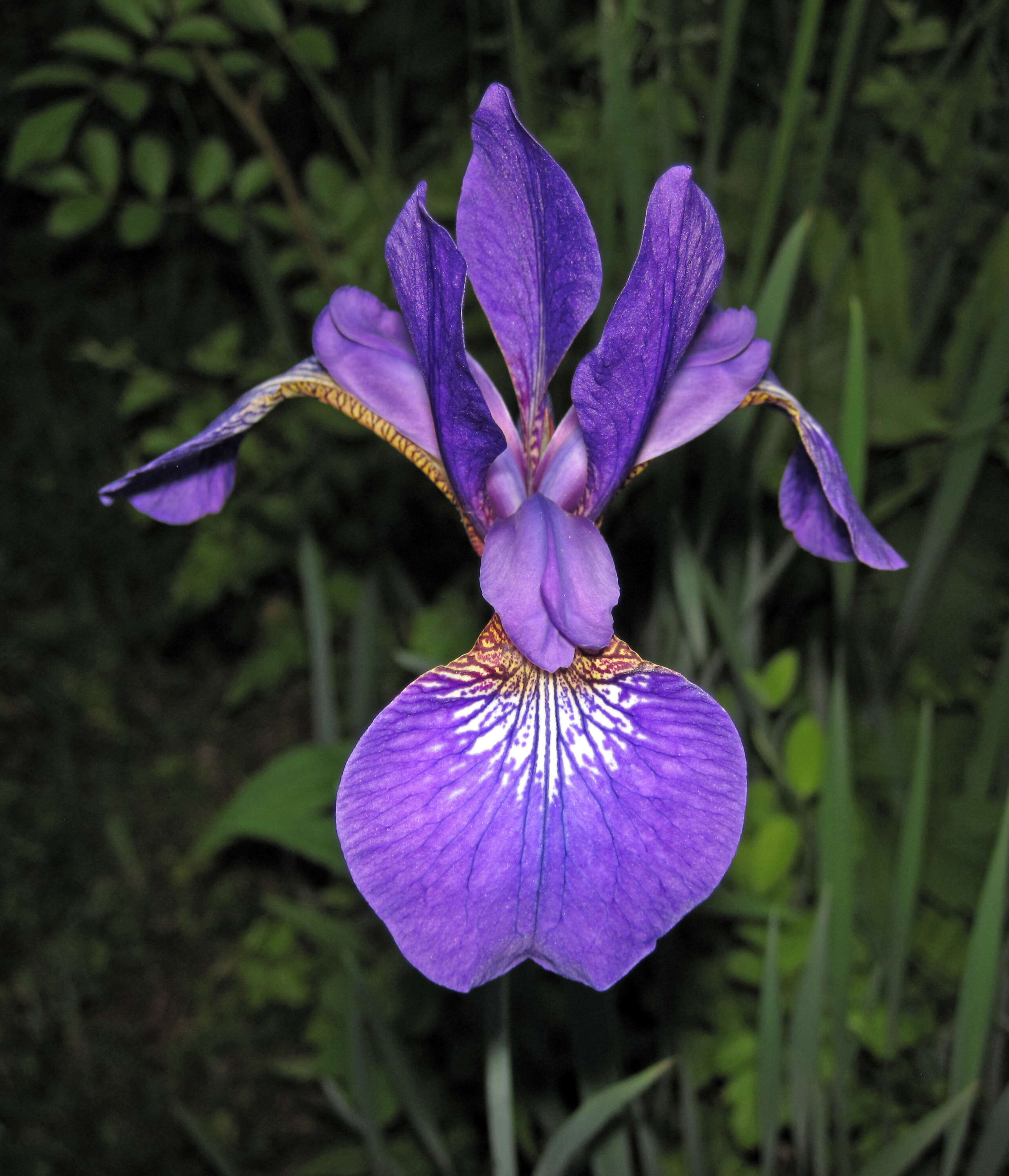 Image of Virginia iris